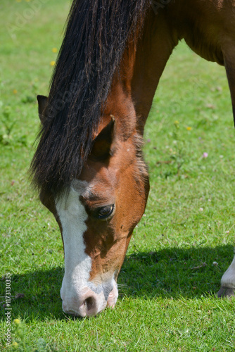 Close up shot of a young pony horse happily grazing on spring grass in its field, enjoying the sweet grass and being outdoors in the Shropshire countryside. photo