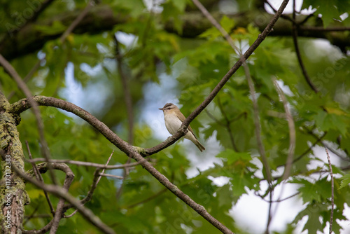 Red-eyed vireo photo