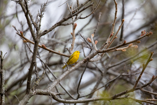 Yellow Warbler photo