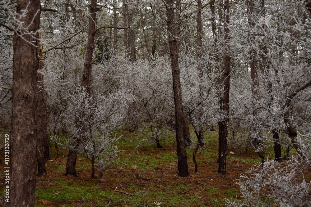Fototapeta premium fog in the forest