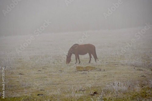 horses in the fog