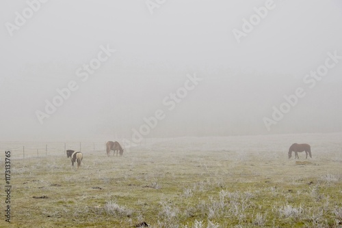 herd of horses in the foggy field