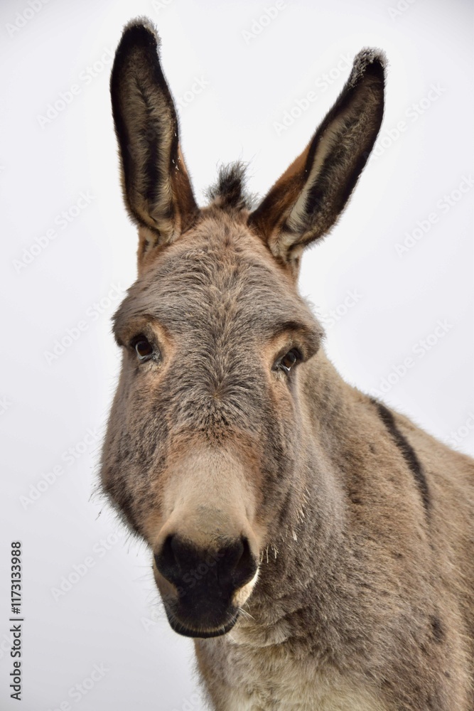Fototapeta premium portrait of a donkey