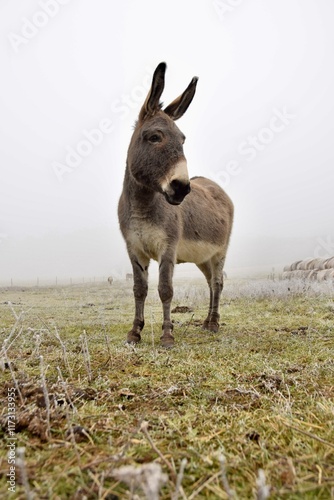 donkey in the field