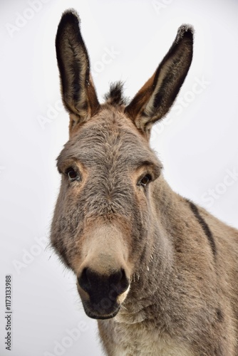 portrait of a donkey