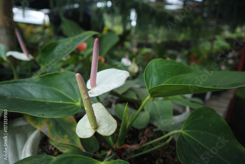 Anthurium andreanum flowers, blooming in the graden photo