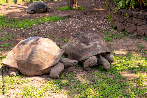 Schildkröte auf Mauritius