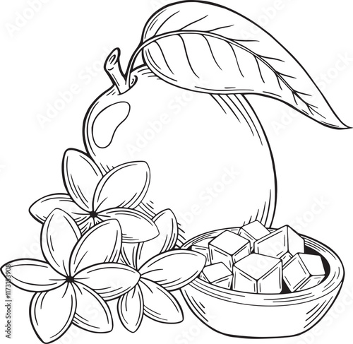 Mango line draving vector on white background. Tropical fruitage mango hand drawn, logo. Coloring book page.	

