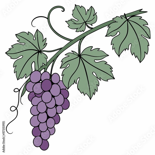 Purple Grapes Vine Branch Illustration Clipart Design