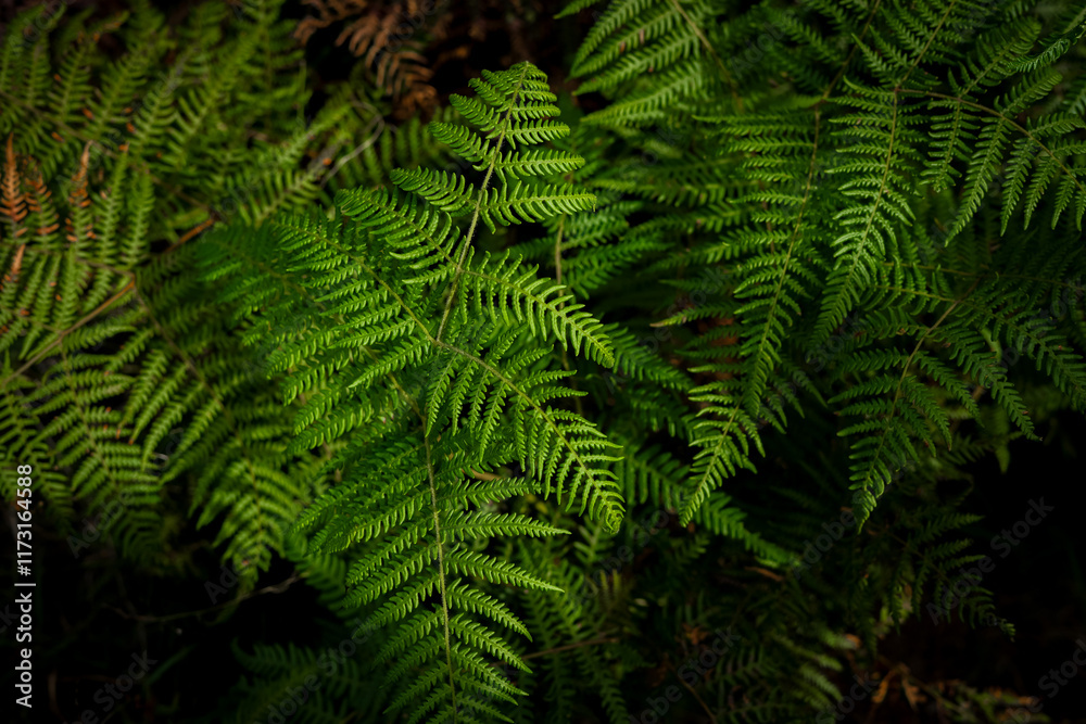 Obraz premium Beautiful art of nature 