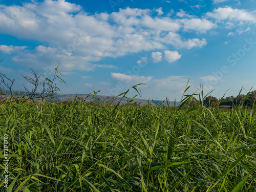Beautiful green field under a bright blue sky