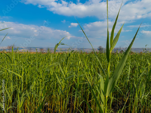 Beautiful green field under a bright blue sky