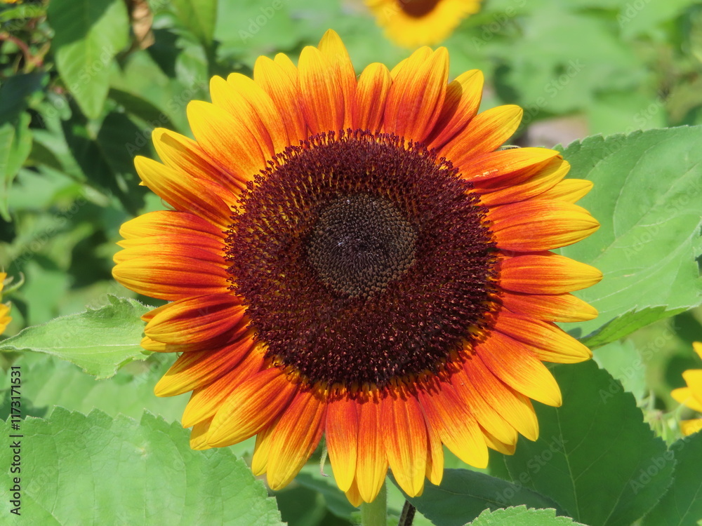 Obraz premium Golden Bloom