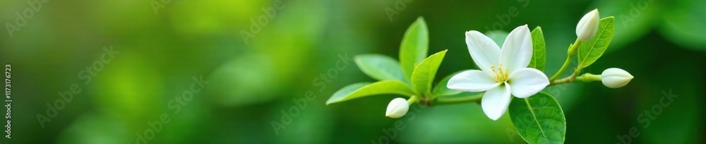 A sprig of white jasmine with leaves and stems, garden decor, single bloom on stem A sprig of white jasmine with leaves and stems, garden decor, single bloom on stem
