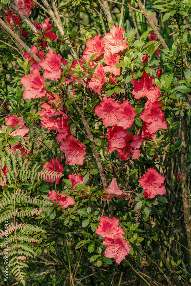 Closer view of an azalea plant in full bloom, in a farm near the colonial town of Villa de Leyva, in the eastern central mountains of Colombia.