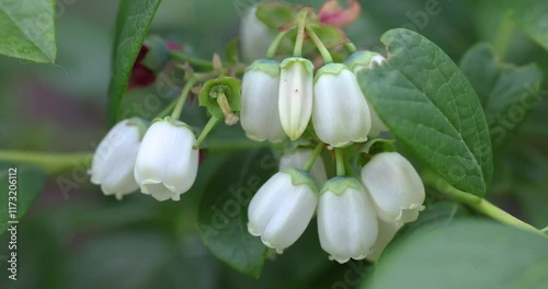 Blueberry flowers gently swaying in slow motion