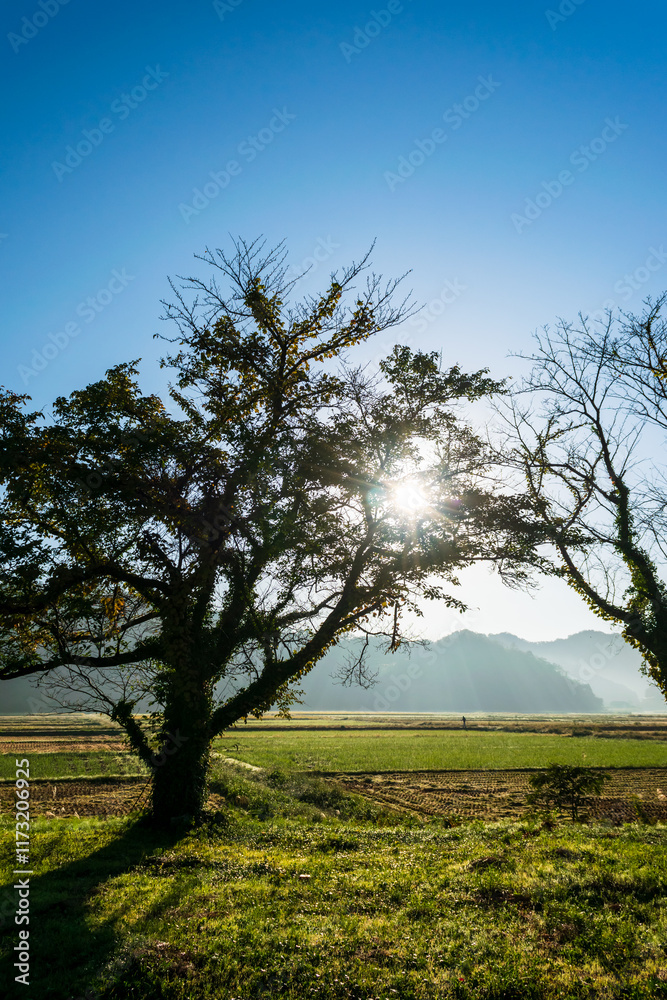 Obraz premium Morning Sunlight and Scenic Rural Fields Viewed from Iwami Station, Tottori, Japan