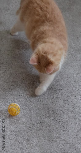 Ginger cat playing with ball in slow motion