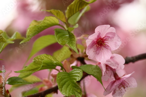 鮮やかなピンク色の早咲き桜 photo