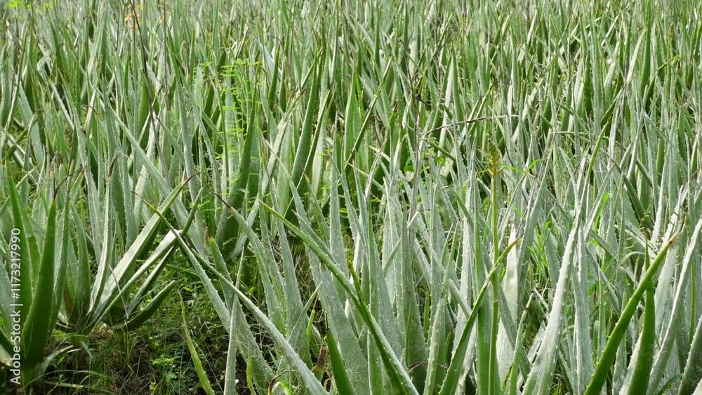 Scene of aloe vera cultivation on the green land of the farm. Scene of aloe vera cultivation on the green land of the farm.