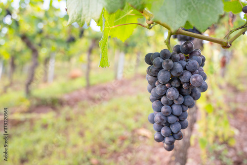 Blue grapes, Pinot Noir wine growing on vine, vineyard in Trier, Moselle Valley, Germany, landscape and agriculture, rhineland palatine 