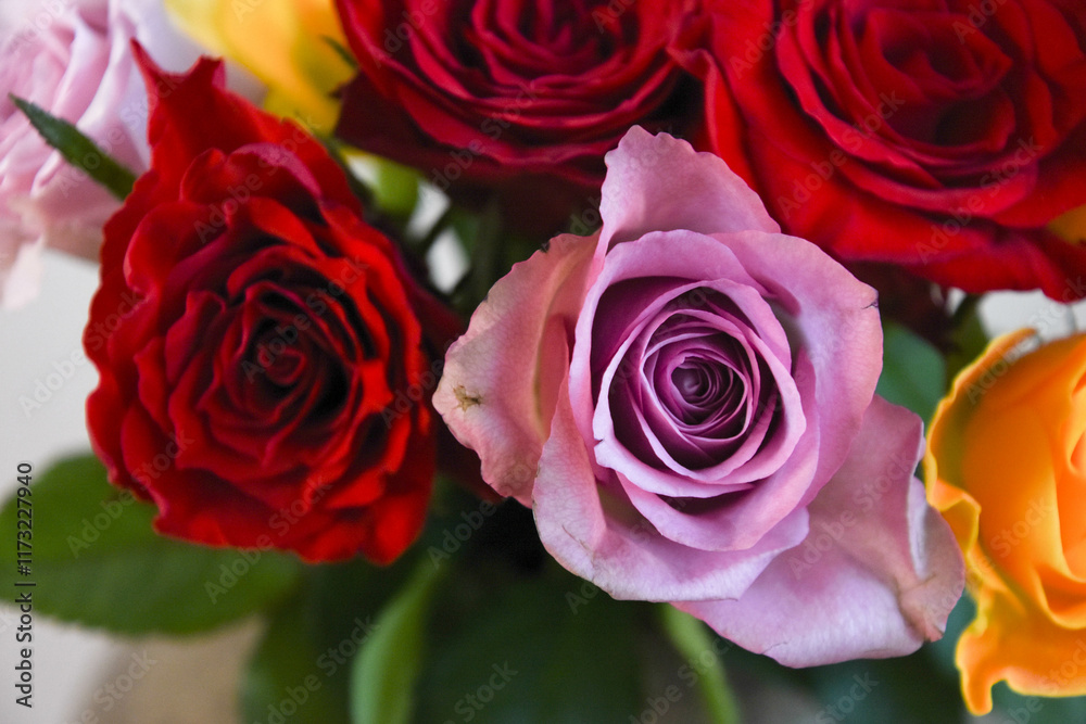 カラフルな薔薇