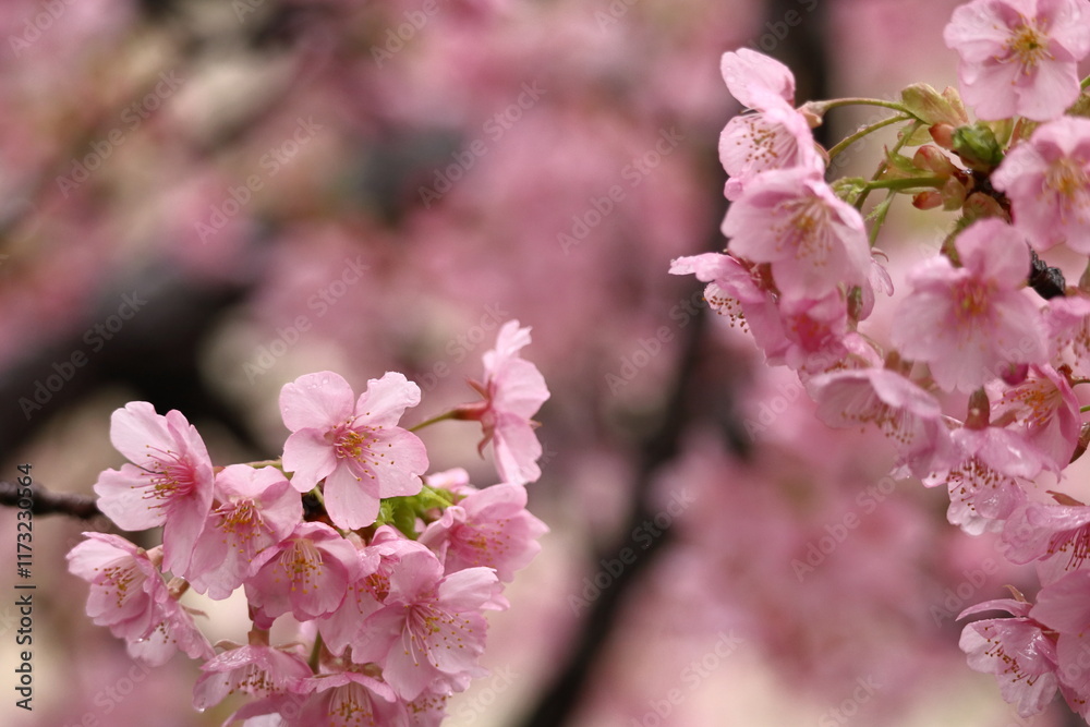 Fototapeta premium 鮮やかなピンク色の早咲き桜