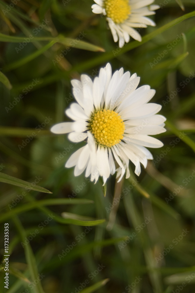 Obraz premium Blüte eines Gänseblümchens