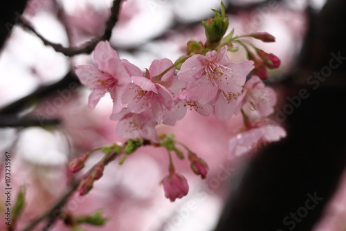 鮮やかなピンク色の早咲き桜