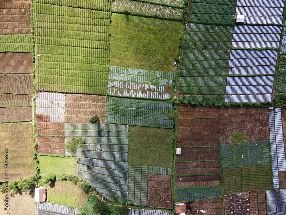 Fototapeta premium VEGETABLE GARDEN EXPANSION IN THE HIGHLANDS AT THE FOOT OF MOUNT SLAMET, PANDAN SARI VILLAGE, PAGUYANGAN, BREBES, INDONESIA