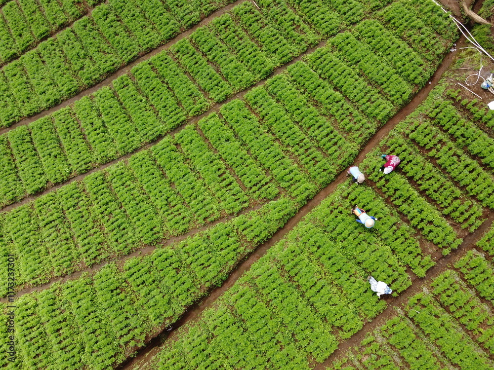 VEGETABLE GARDEN EXPANSION IN THE HIGHLANDS AT THE FOOT OF MOUNT SLAMET, PANDAN SARI VILLAGE, PAGUYANGAN, BREBES, INDONESIA VEGETABLE GARDEN EXPANSION IN THE HIGHLANDS AT THE FOOT OF MOUNT SLAMET, PANDAN SARI VILLAGE, PAGUYANGAN, BREBES, INDONESIA