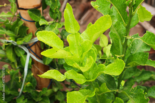Wallpaper Mural Vibrant Kaffir Lime Leaves: A Close-Up of Nature's Citrus Torontodigital.ca