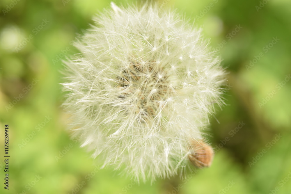 Fototapeta premium Löwenzahnsamen