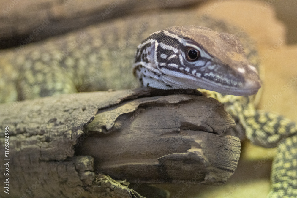 Obraz premium Monitor Lizard