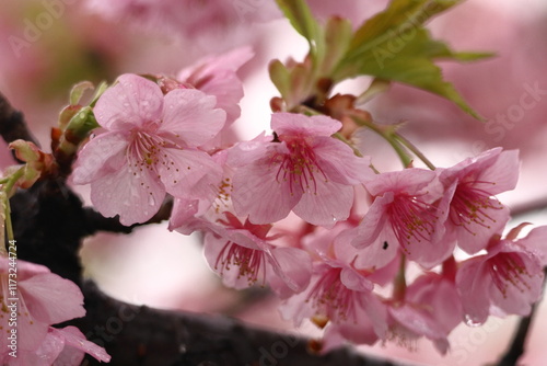 鮮やかなピンク色の早咲き桜 photo