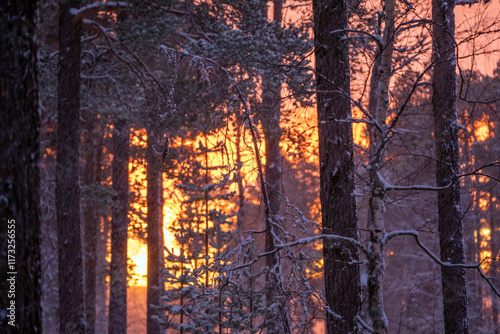 Red sunrise at noon in Lapland Inari Nellin forest photo