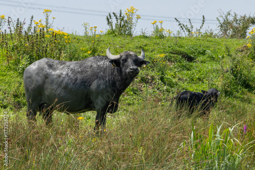 water buffalo in the biesbosch