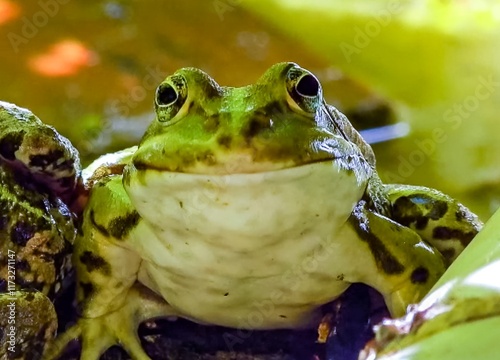 Pelophylax ridibundus - Green lake frog in a lake looking forward photo