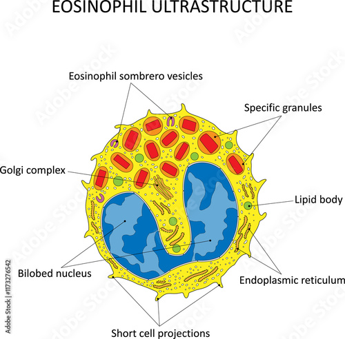 Картината върху платно EOSINOPHIL ULTRASTRUCTURE (eosinophil seen under the electron microscope)