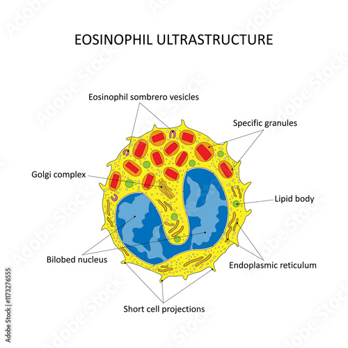 EOSINOPHIL ULTRASTRUCTURE (eosinophil seen under the electron microscope) photo