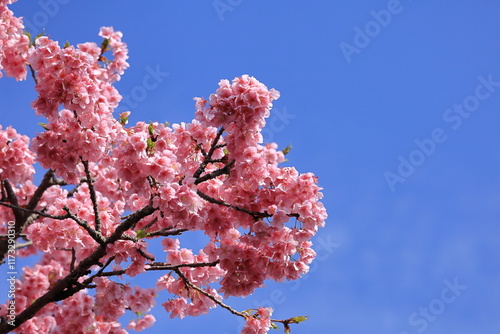 鮮やかなピンク色の早咲き桜 photo