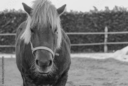 Pony photo