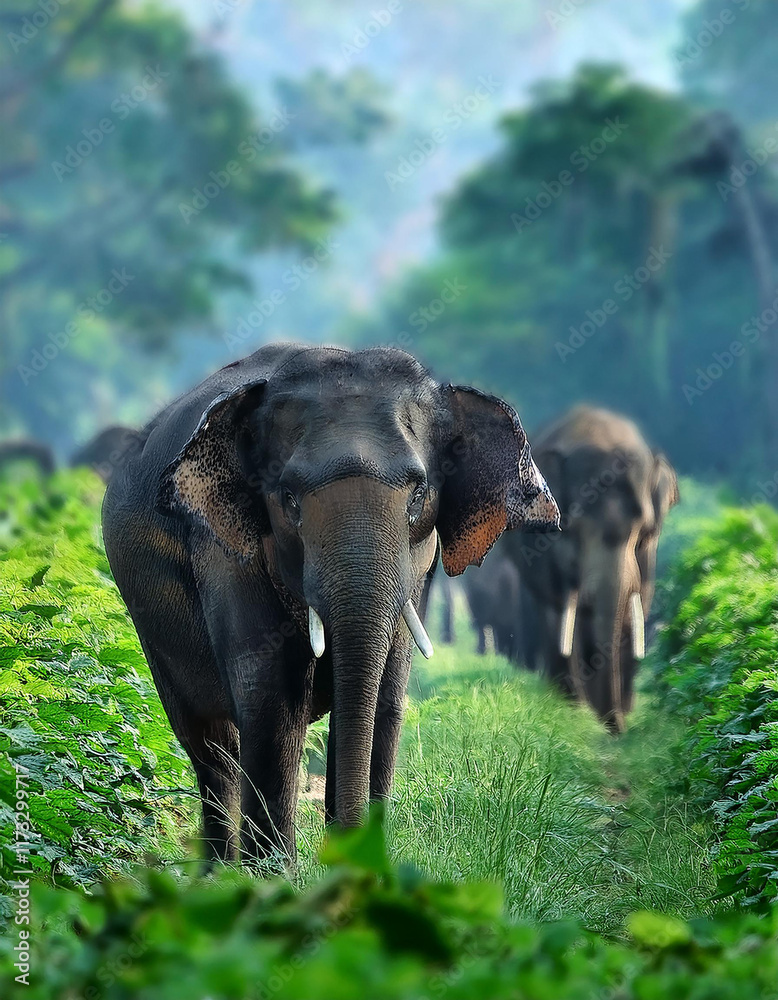 Obraz premium Majestic Asian Elephant Walking Through Lush Green Jungle Habitat, Generated image