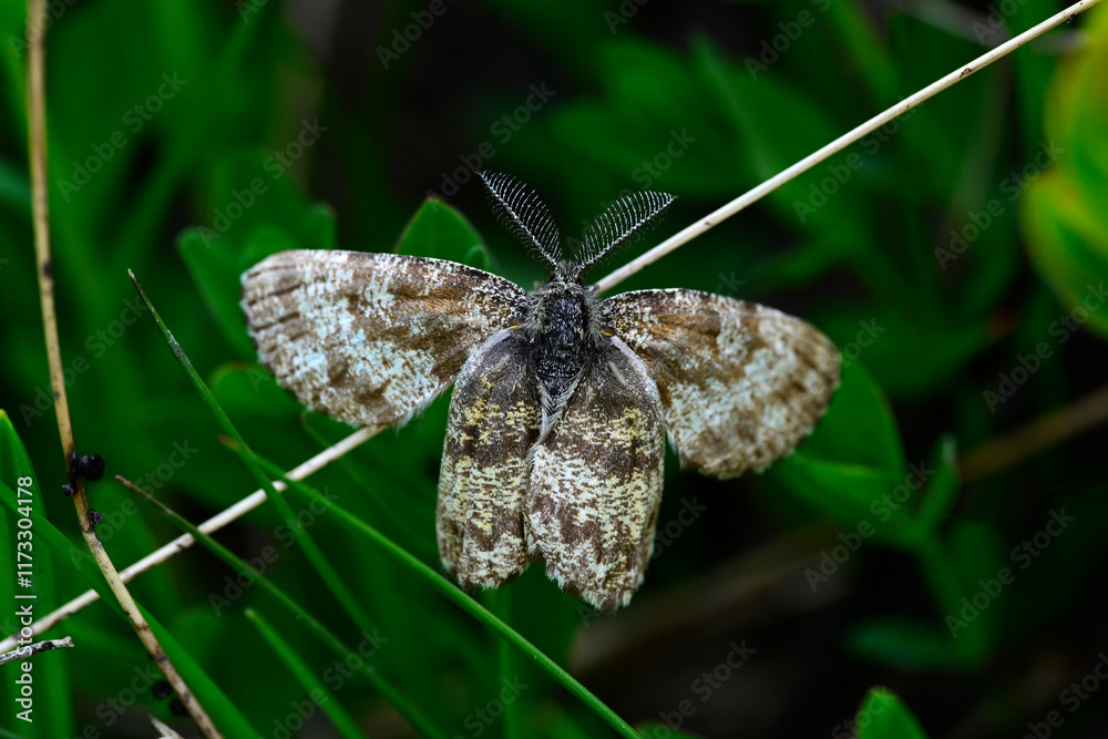 Obraz premium Heidespanner // Common heath (Ematurga atomaria) - Prokletije National Park, Montenegro