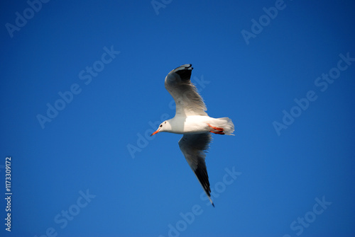 Eine Möwe fliegt vor strahlend blauem Himmel photo