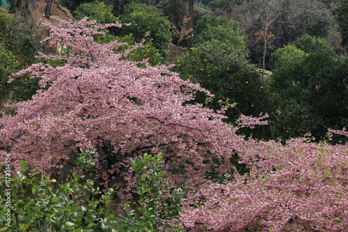 色鮮やかなピンク色の早咲き桜 photo