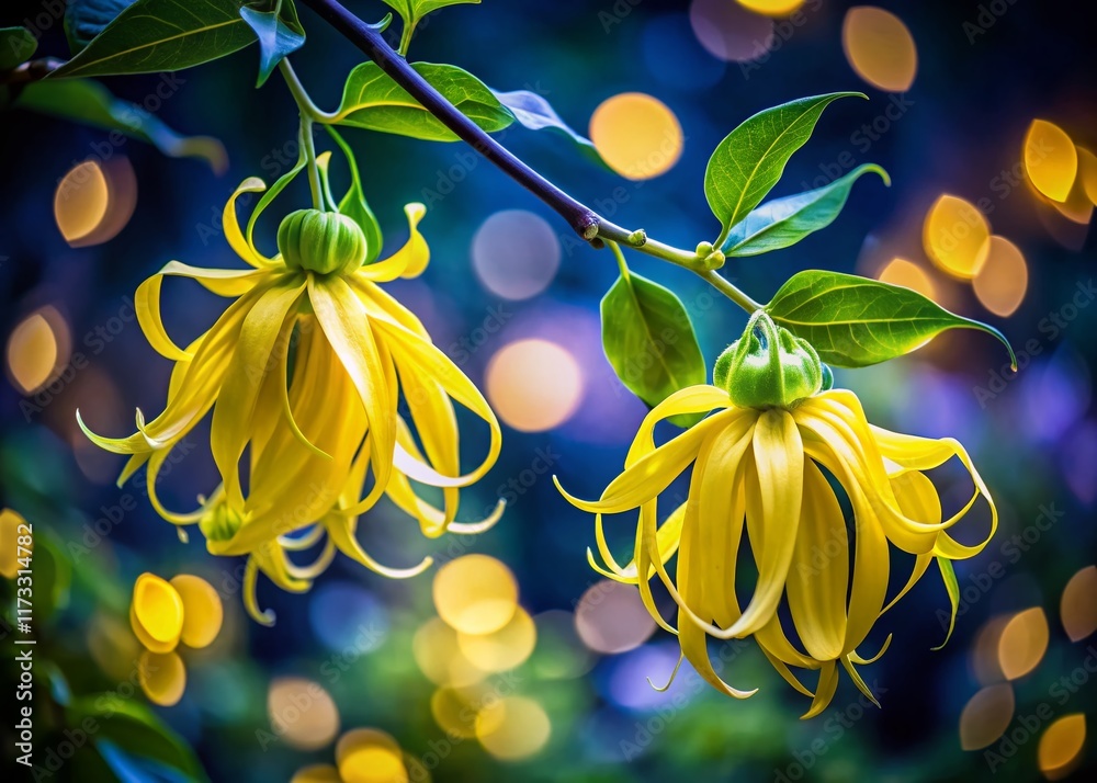Fototapeta premium Long Exposure Photography of Yellow Ylang Ylang Flowers, Blooming Tropical Night, Exotic Floral Night Bloom
