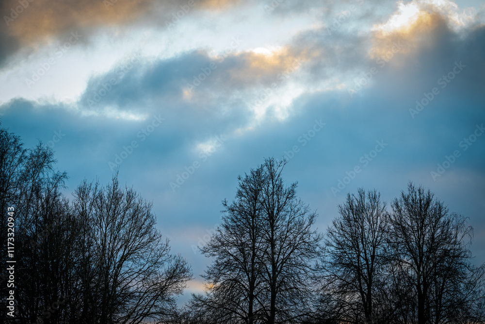 Bare winter trees create intricate silhouettes as the golden light of a sunset glows through their branches. A serene and picturesque winter evening scene. Bare winter trees create intricate silhouettes as the golden light of a sunset glows through their branches. A serene and picturesque winter evening scene.