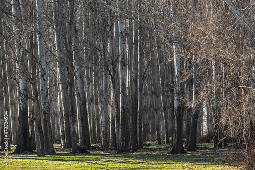 Φωτογραφία Poplar grove and green meadow. Background with trees.