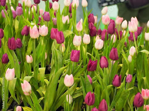 A hybrid of dark pink and light pink tulips is planted in flowerbeds inside exhibition room. The tulip leaves are ovate to lanceolate, elongated, have dark green blades, and symbol of the Netherlands. photo